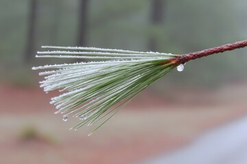 Frosted pine needles with dew drops