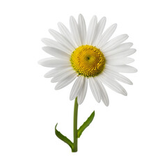 Delicate white daisy with vibrant yellow center and green stem, perfect for spring and summer nature designs.
