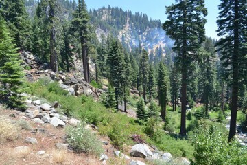 Obraz premium Mountainside view of pine forest, rocky terrain