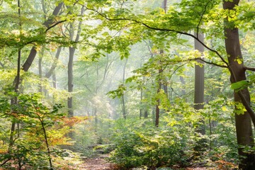 Obraz premium Sunlight filters through a misty autumn forest