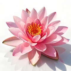 Beautiful Pink Water Lily Blossom with Yellow Center on White Background