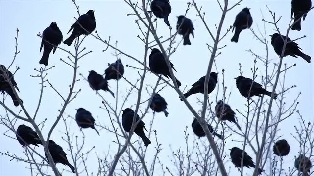 Group of black birds perched on bare winter tree branches. High-resolution nature photo of birds in a minimalist winter scene. Stark wildlife image of birds on leafless branches.