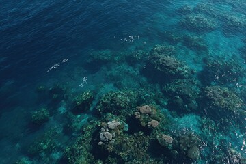 Fototapeta premium Ocean's coral reef, overhead view