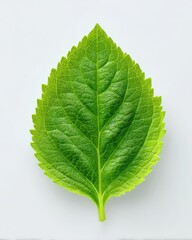 Vibrant Green Leaf with Detailed Vein Texture on Clean White Background in Close-Up View