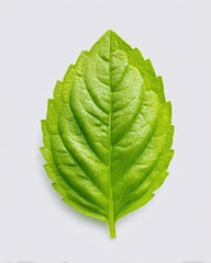 Fresh Green Basil Leaf on Isolated White Background with Detailed Textured Surface
