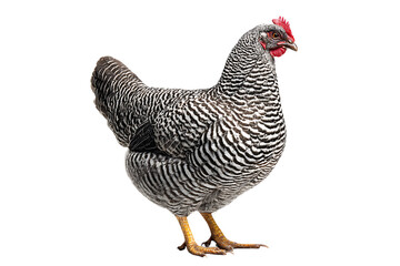 Striped hen against black background