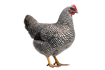 Striped hen against black background