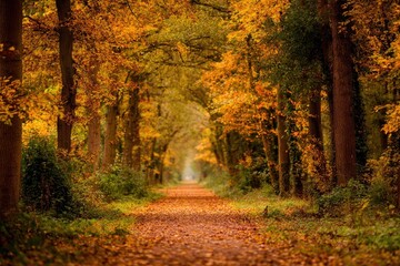 Obraz premium Autumnal path through a golden forest (1)