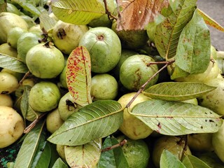 Fresh guava fruits with leaves pile up at the market stall offering healthy tropical treat for consumers and fresh eating concept