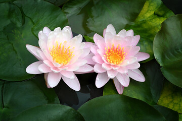 Close-up of a blooming lotus flower with green leaves on a dark background