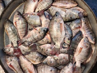 Fresh Tilapia Fish Pile in Silver Bowl Ready for Market Display and Sale Seafood Concept Local Cuisine