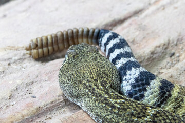 Naklejka premium Western diamondback rattlesnake (Crotalus atrox).