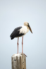 The egret stands on a pole.