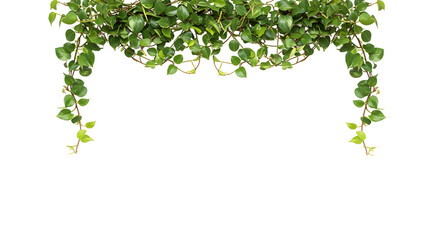 Lush green hanging plant for stylish eco-friendly home decoration needs