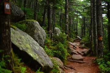 Hiking trail through a mossy, rocky forest