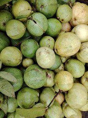 Pile of Fresh Guavas at a Farmers Market Display of Tropical Fruit Abundance Green and Yellow Harvest