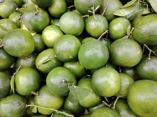 Abundance of Fresh Green Citrus Fruit Ready for Harvest and Consumption Aromatic and Healthy