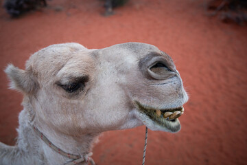 Obraz premium camel ride walk desert outback sunrise