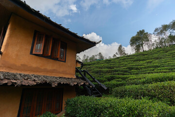 Asian woman working and picking tea leaf in farm tea . Lifestyle Concept
