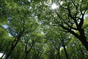 Obraz premium Lush green canopy of trees reaching towards sunlit sky
