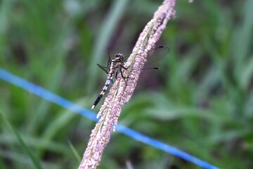 Female Common Skimmer (Orthetrum albistylum speciosum). Odonata libellulidae. The female's body is yellow with black spots, and its compound eyes are green.