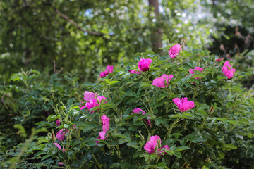Obraz premium Delicate pink roses flourish on vibrant green bushes, creating a picturesque scene in a serene garden. The sun gently illuminates this beautiful floral display.