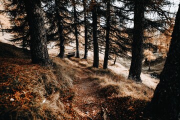 Obraz premium Forest path winds through autumn trees