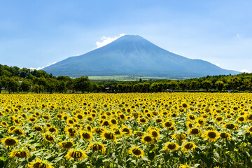 ひまわり畑からの夏富士