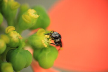 Stingless bee, Australian native bee, Tetragonula carbonaria