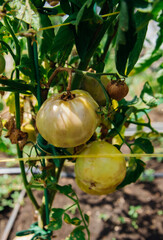 Green tomato bush in the garden. Unripe fruits rot and darken from phytophthora. Plant care.