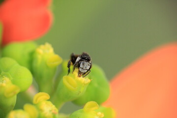 Stingless bee, Australian native bee, Tetragonula carbonaria