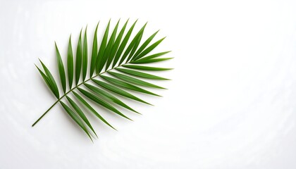Fototapeta premium Single Palm Frond on White Background Minimalist Botanical Image