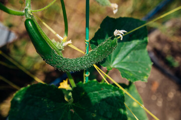 Young cucumbers on a branch in the garden. Growing greenhouse cucumbers.