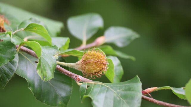 Beechnut on a branch of a beech tree, also Fagus sylvatica or beechnut