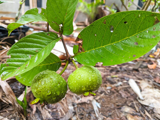 Fresh crystal guava fruit attached to the tree