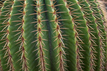 Close-up of a green cactus with symmetrical rows of sharp orange spines