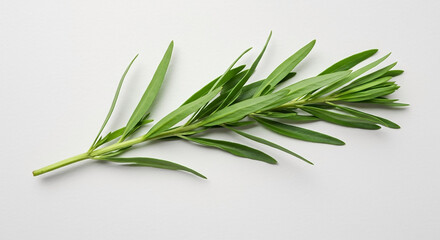 Fototapeta premium A fresh sprig of green tarragon, an aromatic culinary herb with slender leaves, isolated on a clean white background.