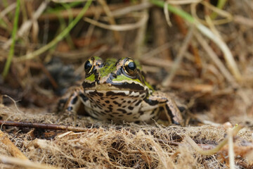 Closeup on the Eurasian marsh frog, Pelophylax ridibundus sitting in dried grass