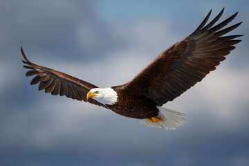 Obraz premium Majestic Bald Eagle Soaring High Above the Skies: A Symbol of Freedom and Strength in Its Natural Habitat