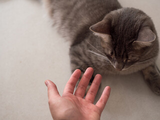 Tendre la main vers un chat