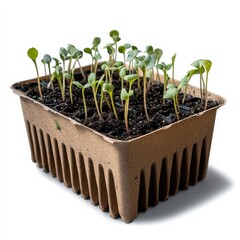 Seedlings Sprouting: A biodegradable tray filled with soil showcases new plant life emerging against a clean, bright backdrop.
