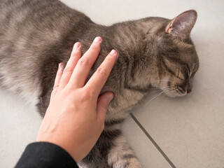 Main caressant un chat gris endormis