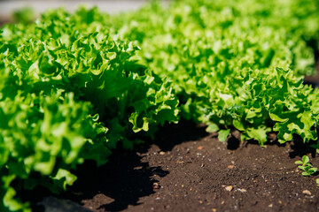 Green lettuce leaves in the garden. Natural background and texture. Organic farm. Healthy eating. Foods rich in vitamins. Agricultural industry.