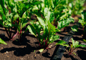 Green beet leaves with red stems. Beets in the garden. Young beets in the spring.