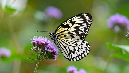Obraz premium Butterfly on flower
