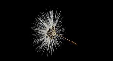 A hyper-detailed macro shot of a single dandelion seed with its delicate pappus, appearing to float in the air. The image conveys fragility, hope, and new beginnings. Isolated on a pure white backgrou