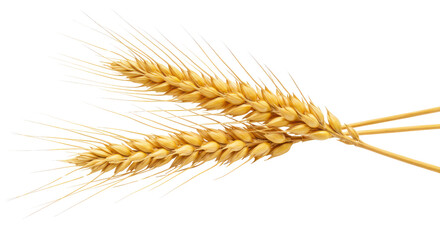 Two golden wheat stalks as symbol of harvest season isolated PNG with Transparent Background