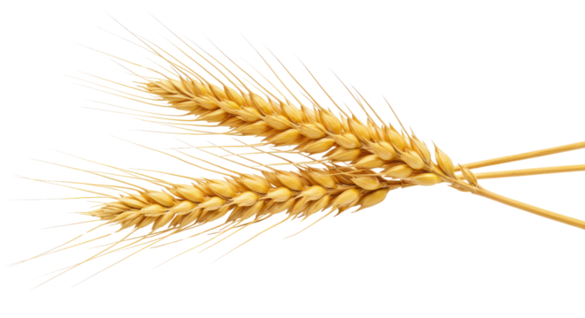 Two golden wheat stalks as symbol of harvest season isolated PNG with Transparent Background