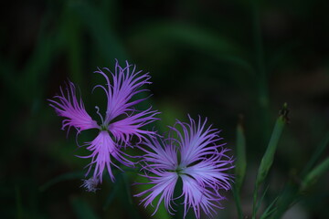 うつくしいじょ
美しい女性の姿

