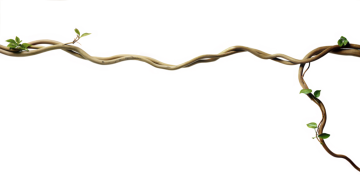 Long ivy root border isolated. no background. 